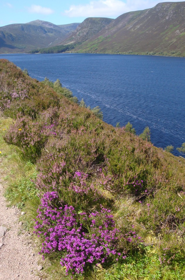 Run round Loch Muick - 8 miles (1)