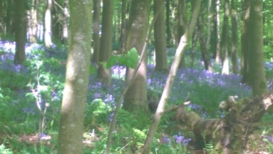 Bluebells in Ridge Woods (1)